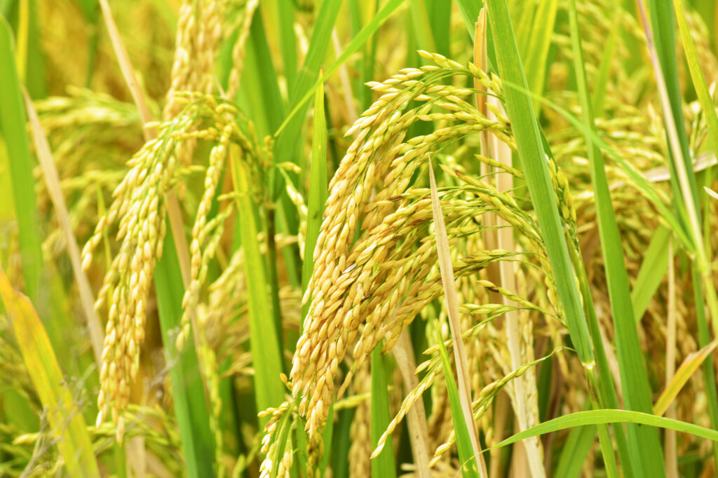 Paddy field closeup